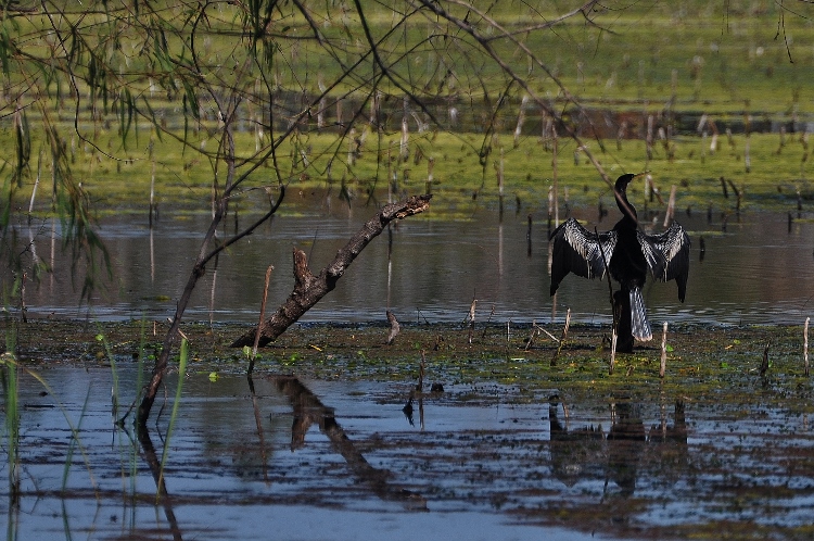 Brazos Bend State Park